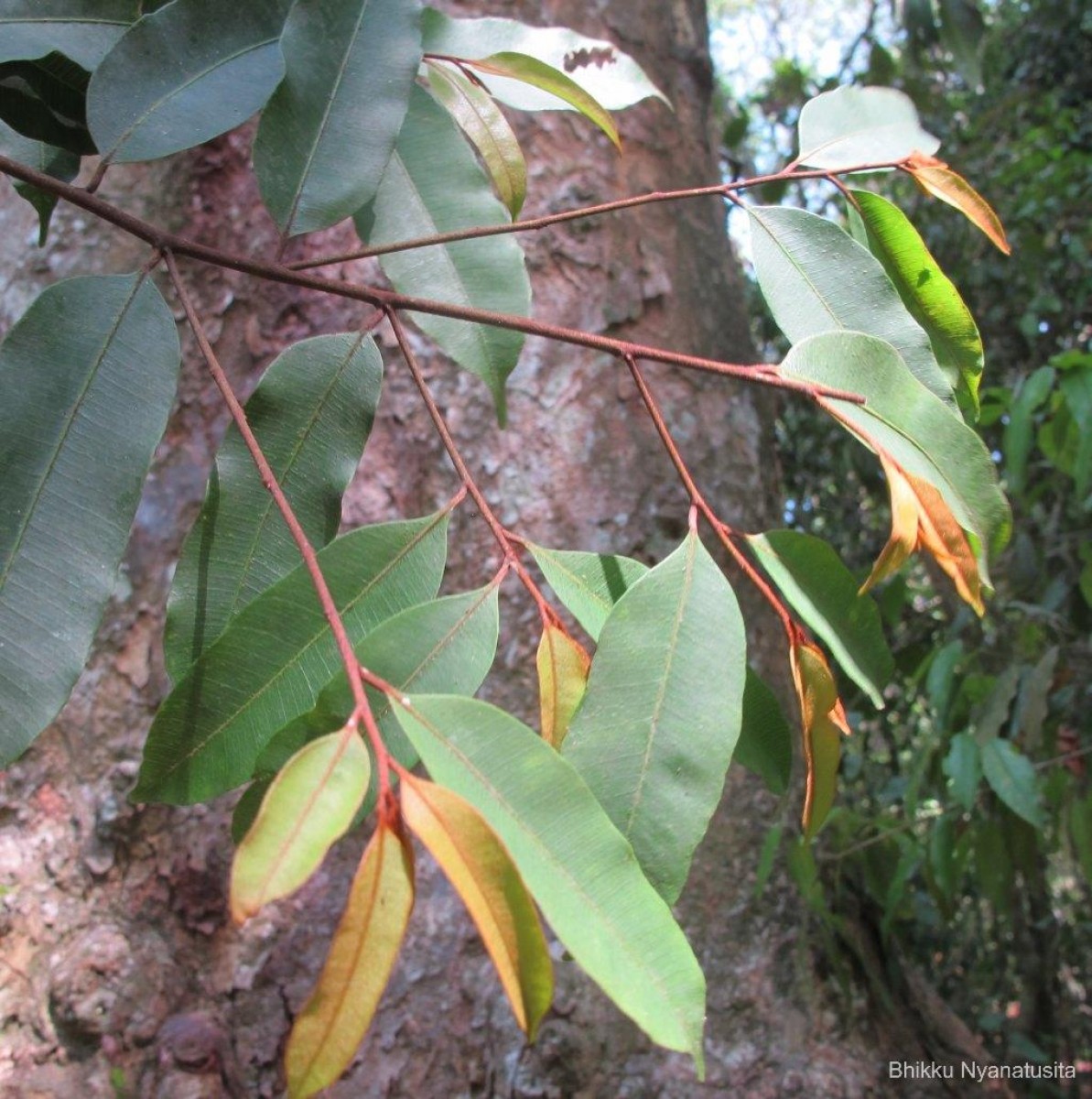 Donella lanceolata (Blume) Aubrév.